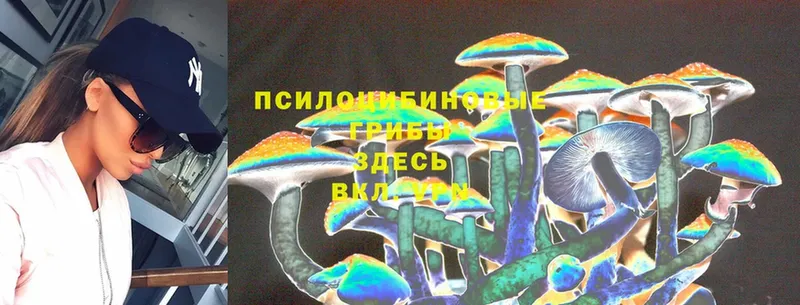 Псилоцибиновые грибы Psilocybe  Голицыно 